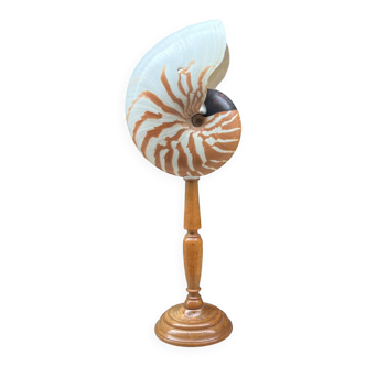 Tiger nautilus shell on a wooden stand, 19th century, Cabinet of curiosities