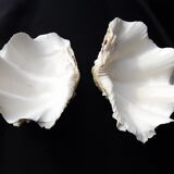 Tridacne Bénitier géant xx -ème