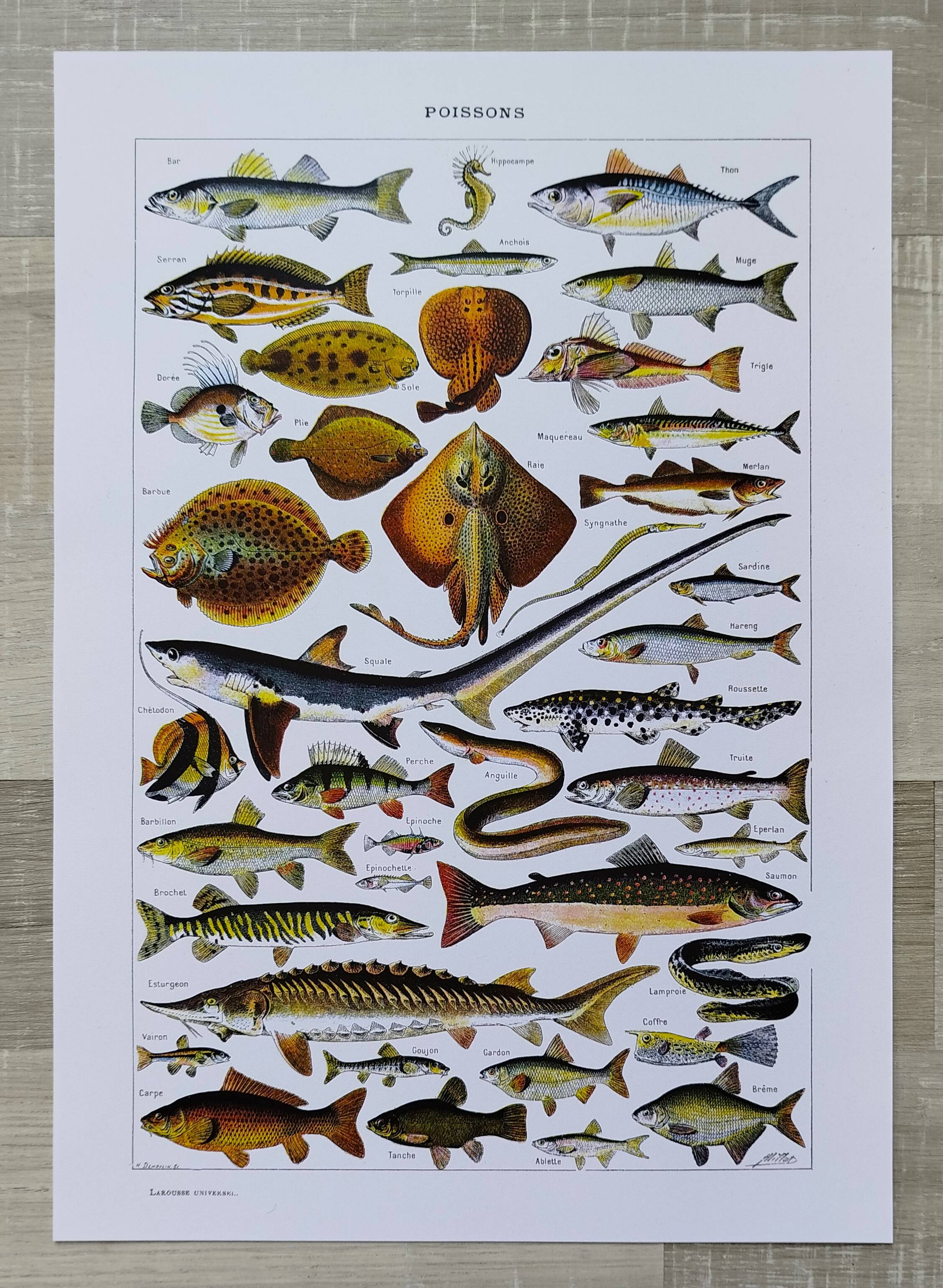 Affiche sur les poissons, d'après une lithographie de 1922