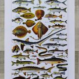 Fish poster, based on a 1922 lithograph
