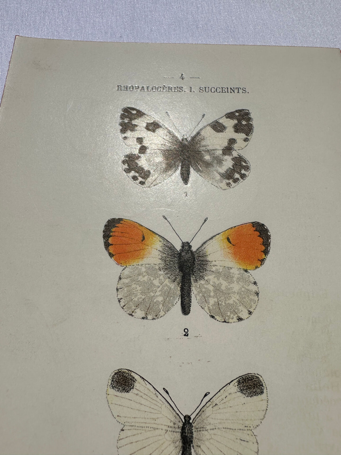 Butterfly engraving botanical plate naturalist science