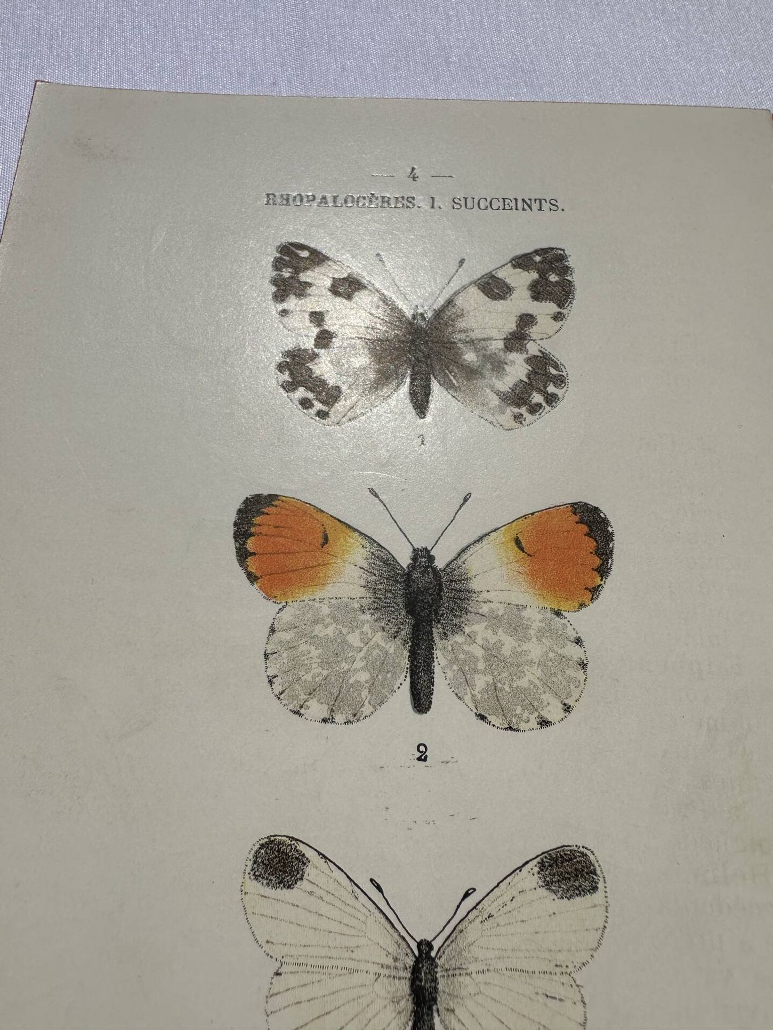 Gravure papillon planche botanique naturaliste science