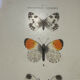 Butterfly engraving botanical plate naturalist science
