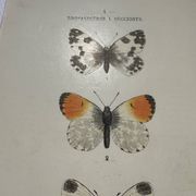 Gravure papillon planche botanique naturaliste science