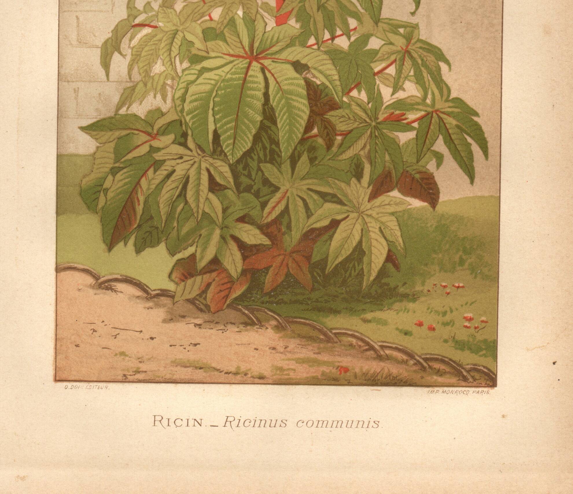Botanical engraving from 1889 - Castor oil plant - Antique lithograph of a flower. Plate.