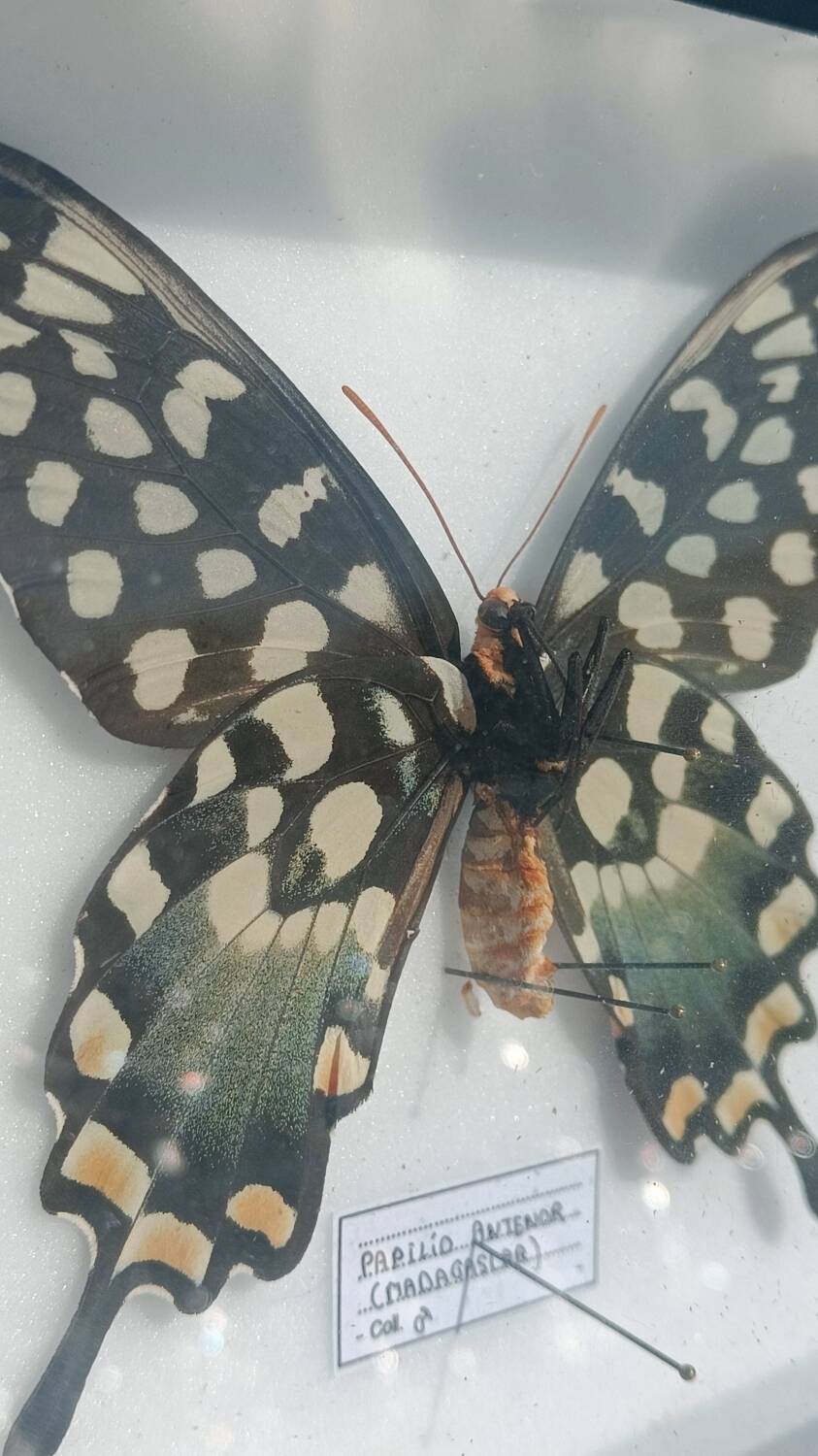 Papillon Antenor de Madagascar