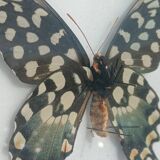 Madagascar Antenor Butterfly