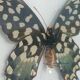 Papillon Antenor de Madagascar