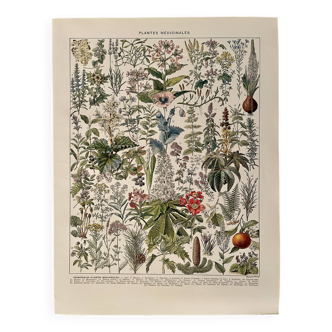 Lithographie sur les plantes médicinales (gui) - 1930