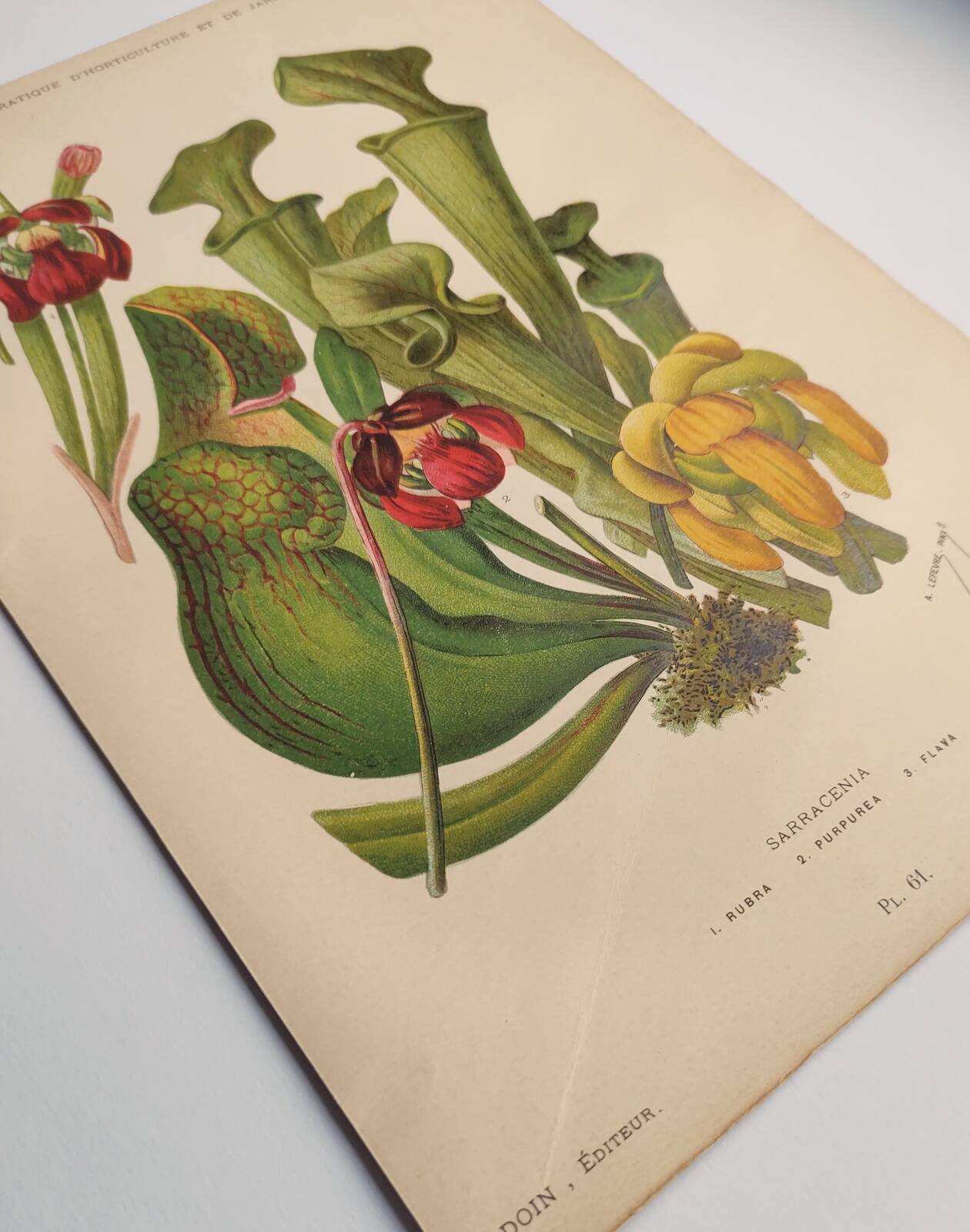Botanical engraving from 1897 - drawing of Sarracenia - original old flower plate by A.Lefevre