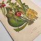 Botanical engraving from 1897 - drawing of Sarracenia - original old flower plate by A.Lefevre