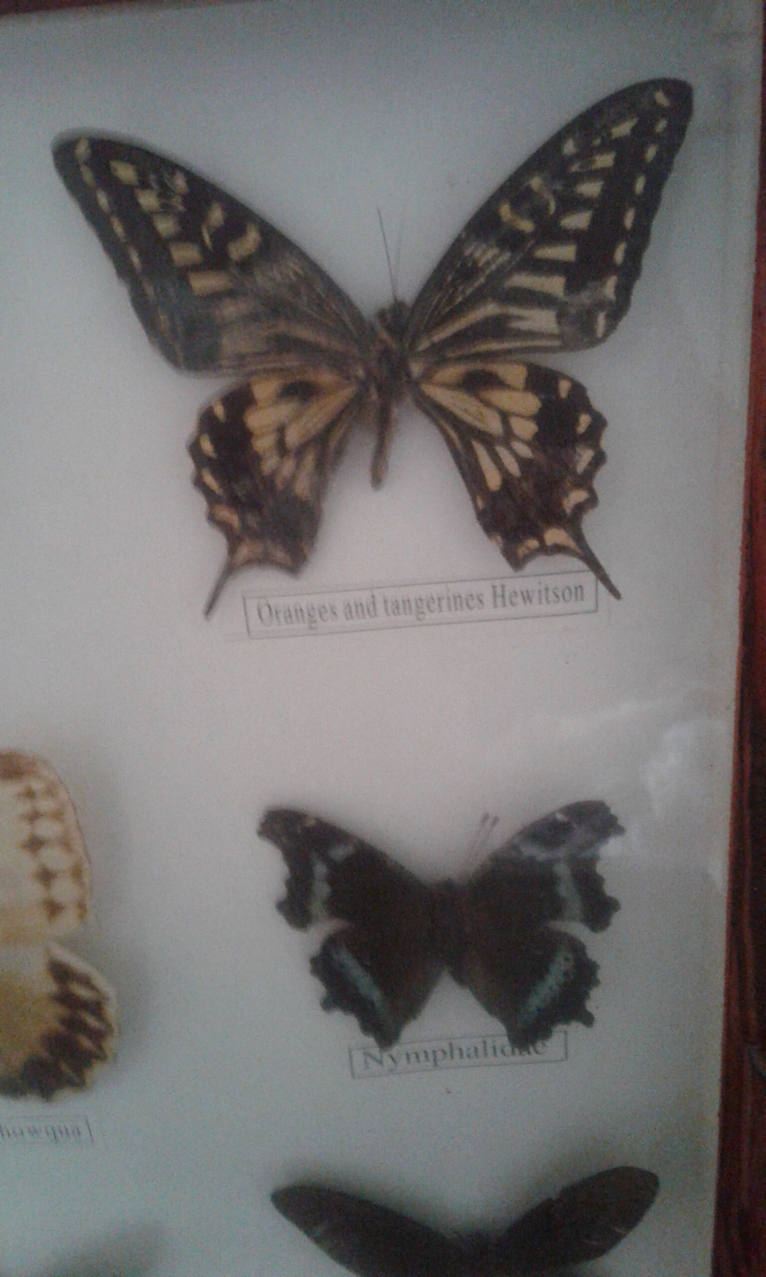 Butterfly frame under glass