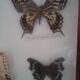 Butterfly frame under glass
