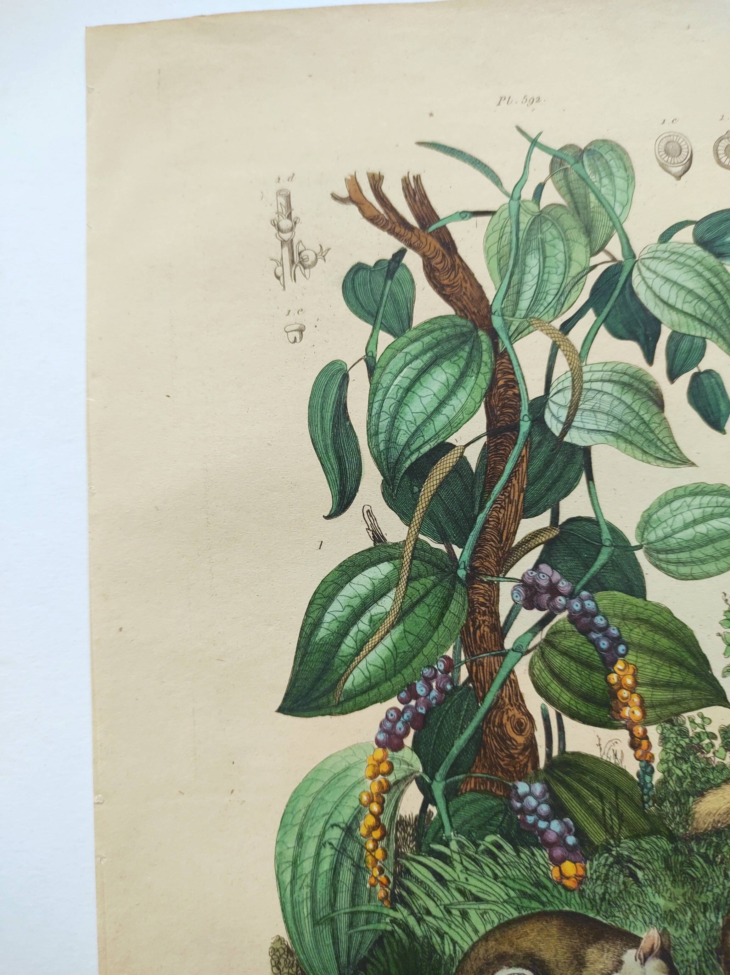 Old engraving from 1839 - Pepper tree - Manually coloured lithograph