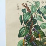 Old engraving from 1839 - Pepper tree - Manually coloured lithograph