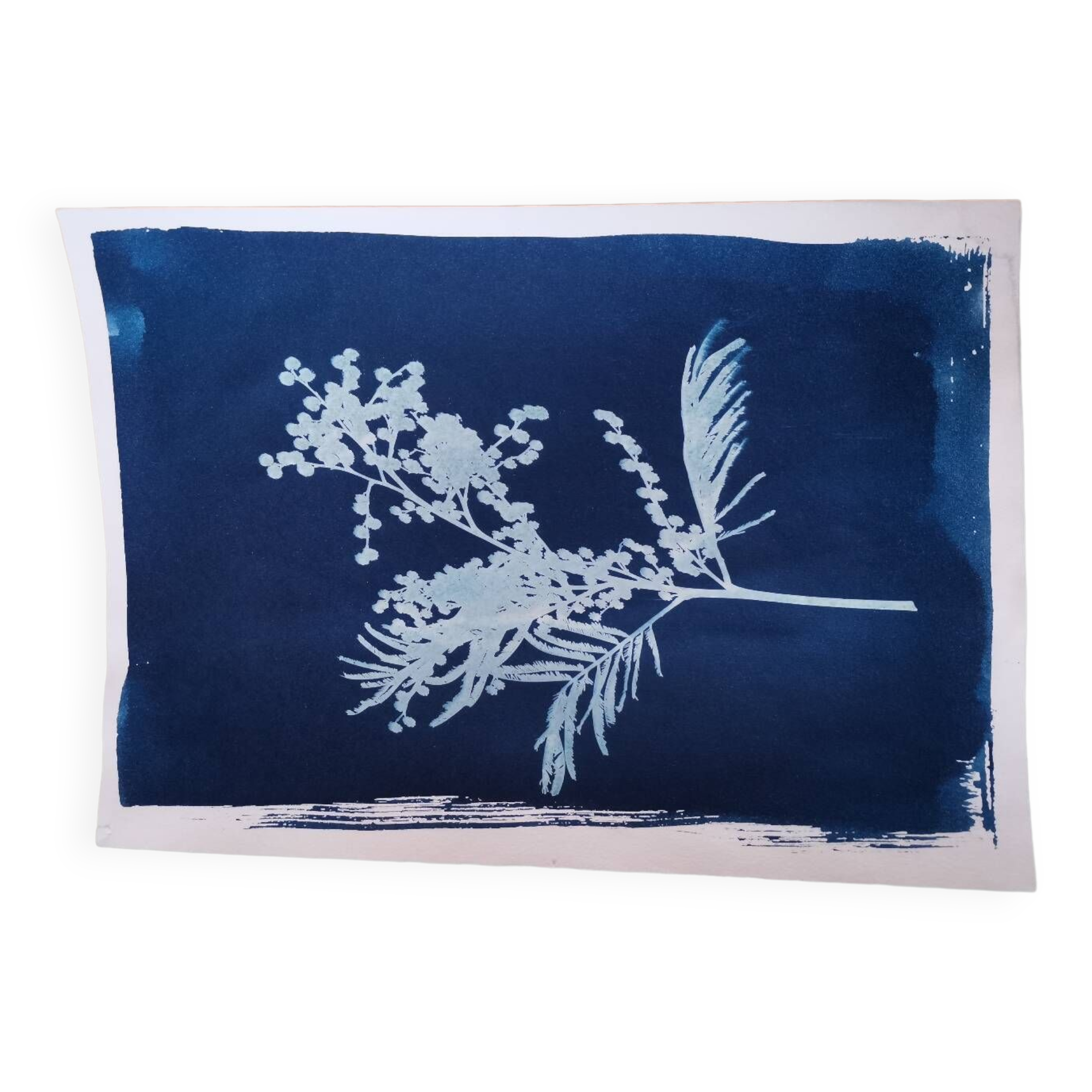 Cyanotype bleu vintage fleur mimosa Selency — free download