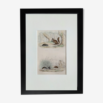 Planche zoologique originale " rat, ecureuil, mulot,... " - buffon 1840