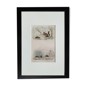 Planche zoologique originale " rat, ecureuil, mulot,... " - buffon 1840