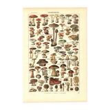 Old engraving from 1923 - Mushrooms by A. Millot - vintage plate