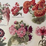 Lithograph on 1921 flowers (annual)