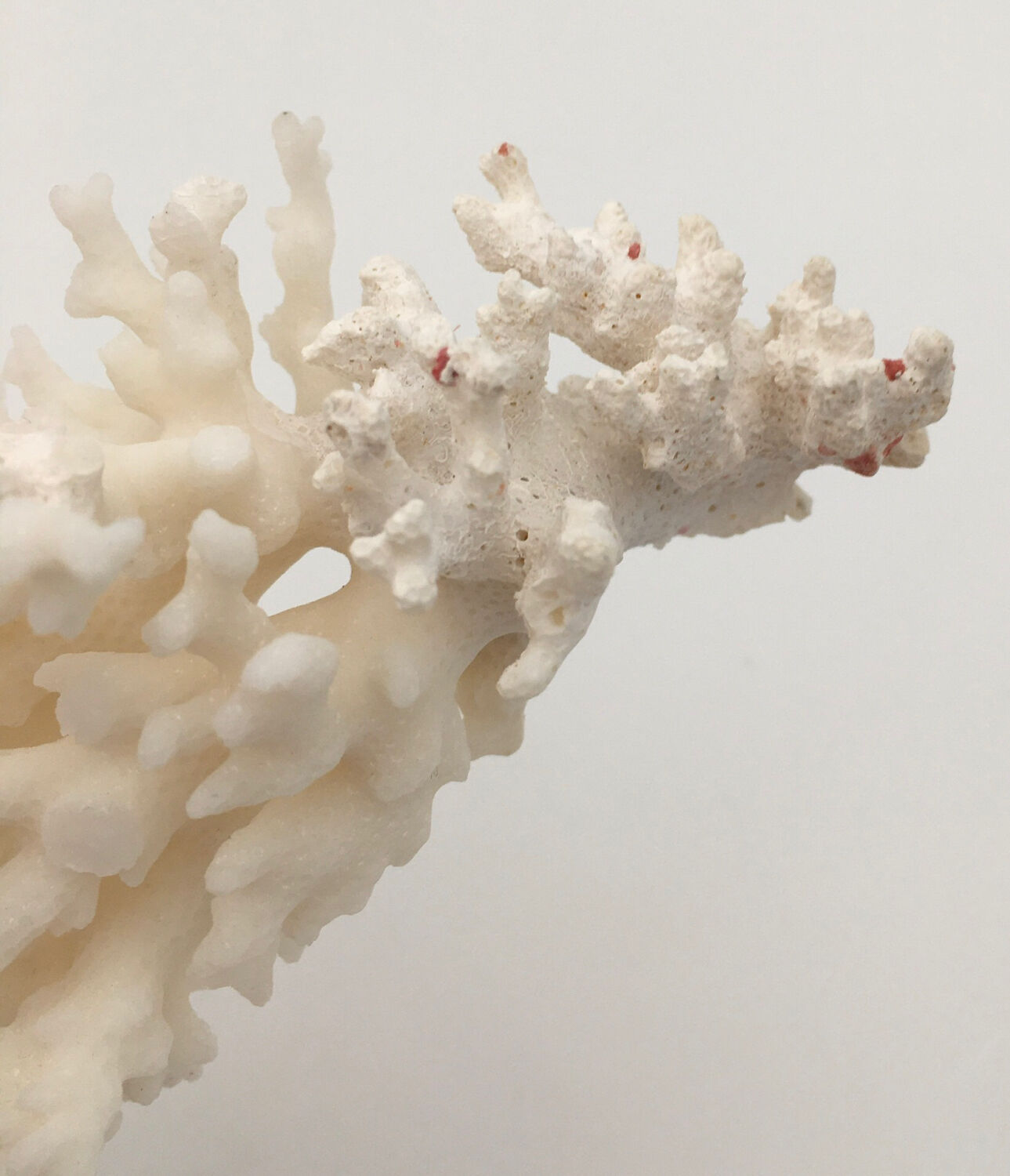 Old branch of white natural coral / 1970s