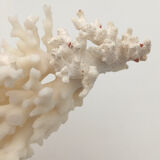 Old branch of white natural coral / 1970s