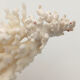 Ancienne branche de corail naturel blanc / Années 1970