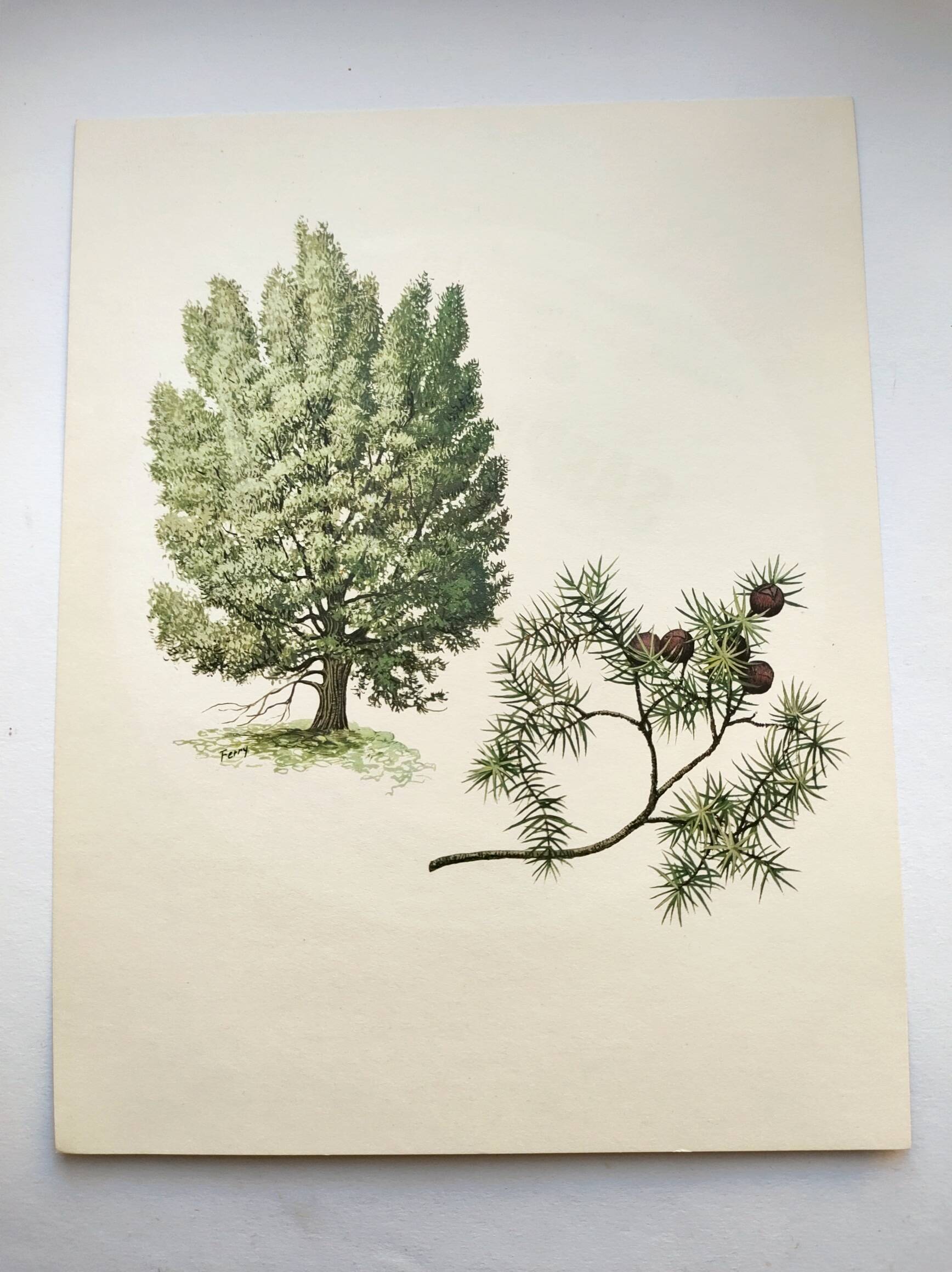 Illustration of Common Juniper - Vintage Nature Plate. Botanical Tree 1960