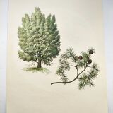 Illustration of Common Juniper - Vintage Nature Plate. Botanical Tree 1960