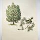 Illustration of Common Juniper - Vintage Nature Plate. Botanical Tree 1960