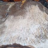 Fossil wood slice