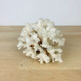 Natural ancient white coral 13 cm