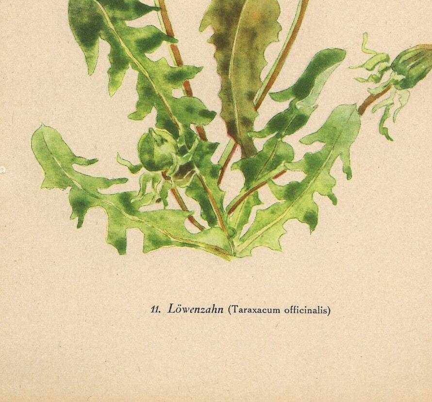 Illustration de 1948, Fleurs des prés, pissenlit par Strache