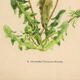 Illustration de 1948, Fleurs des prés, pissenlit par Strache