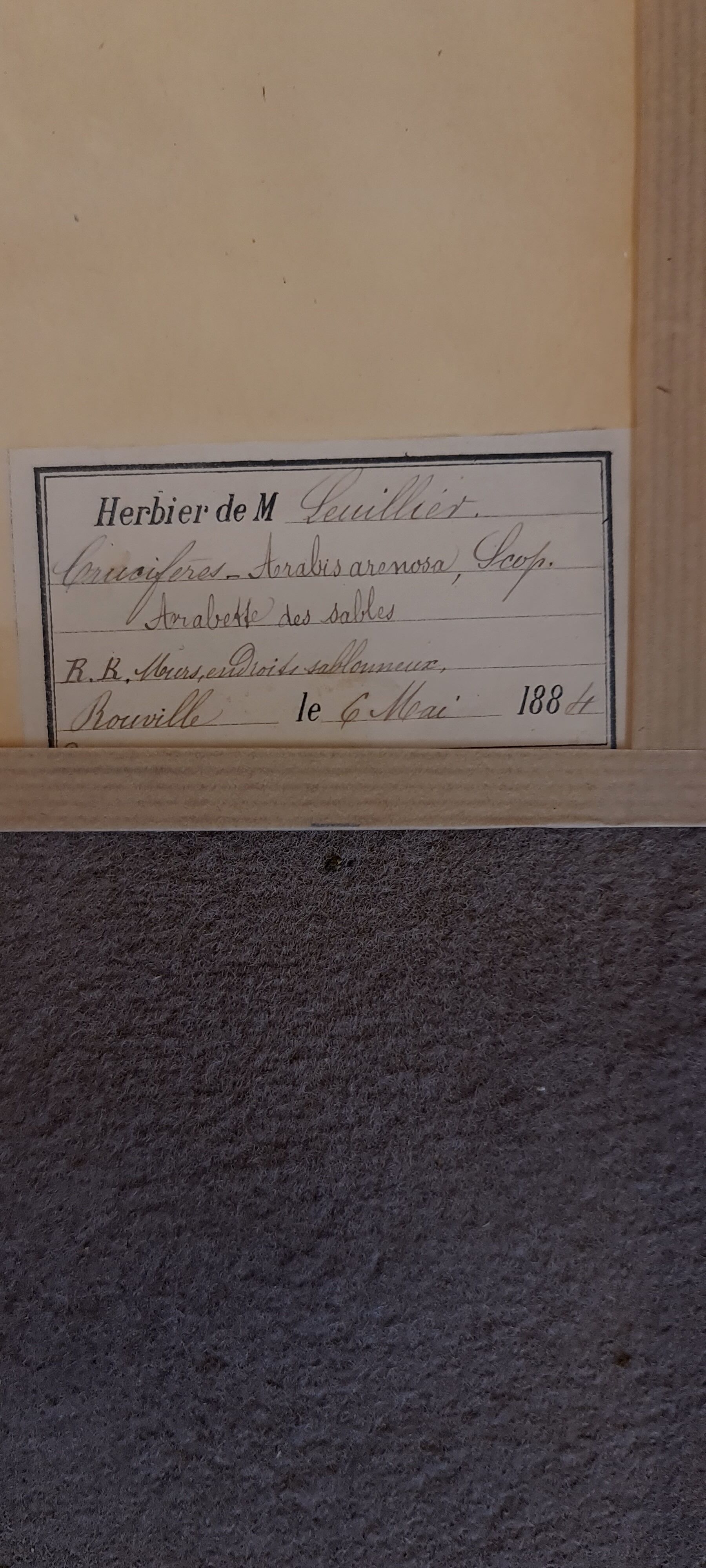 19th herbarium plank