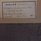 19th herbarium plank