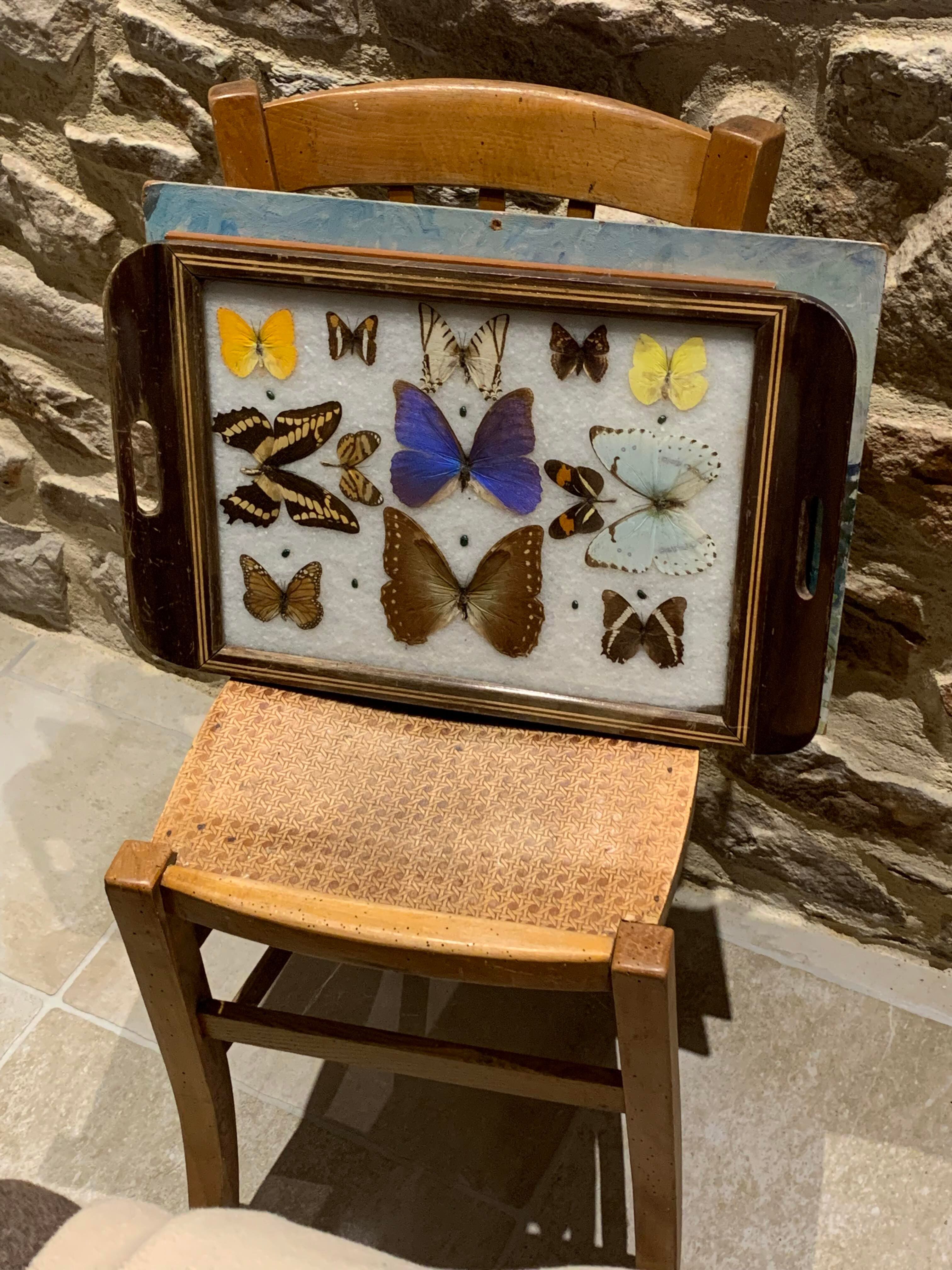 Butterfly tray stuffed under glass