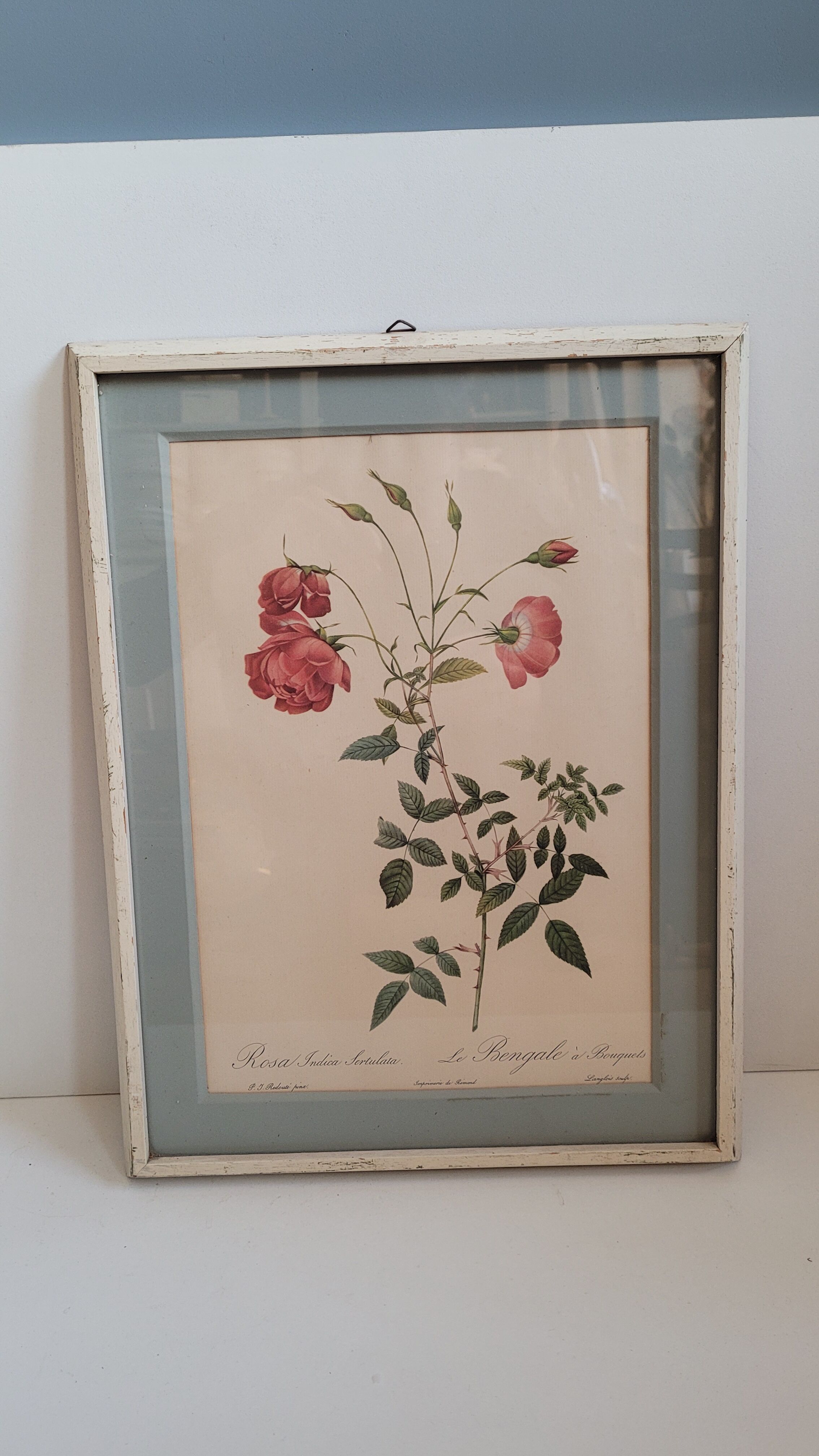 Authentic and ancient lithograph of Redouté representing a Bengal rose with bouquets (in a c