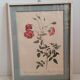 Authentic and ancient lithograph of Redouté representing a Bengal rose with bouquets (in a c
