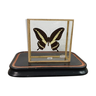 Butterfly entomology box