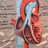 Anatomy poster XIXth