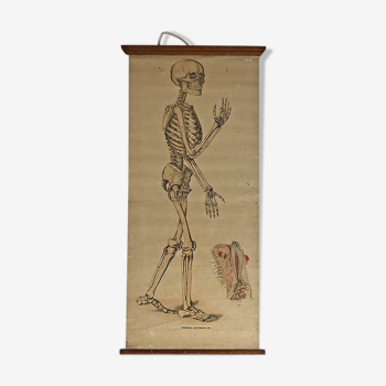 Affiche scolaire cartonnée vintage 50's "Squelette"