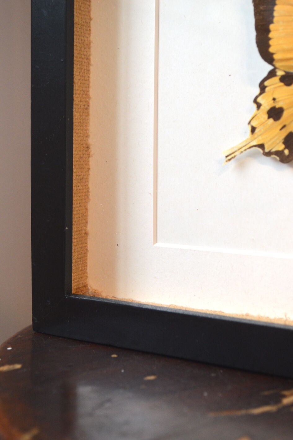 Naturalized butterfly from Africa 1997