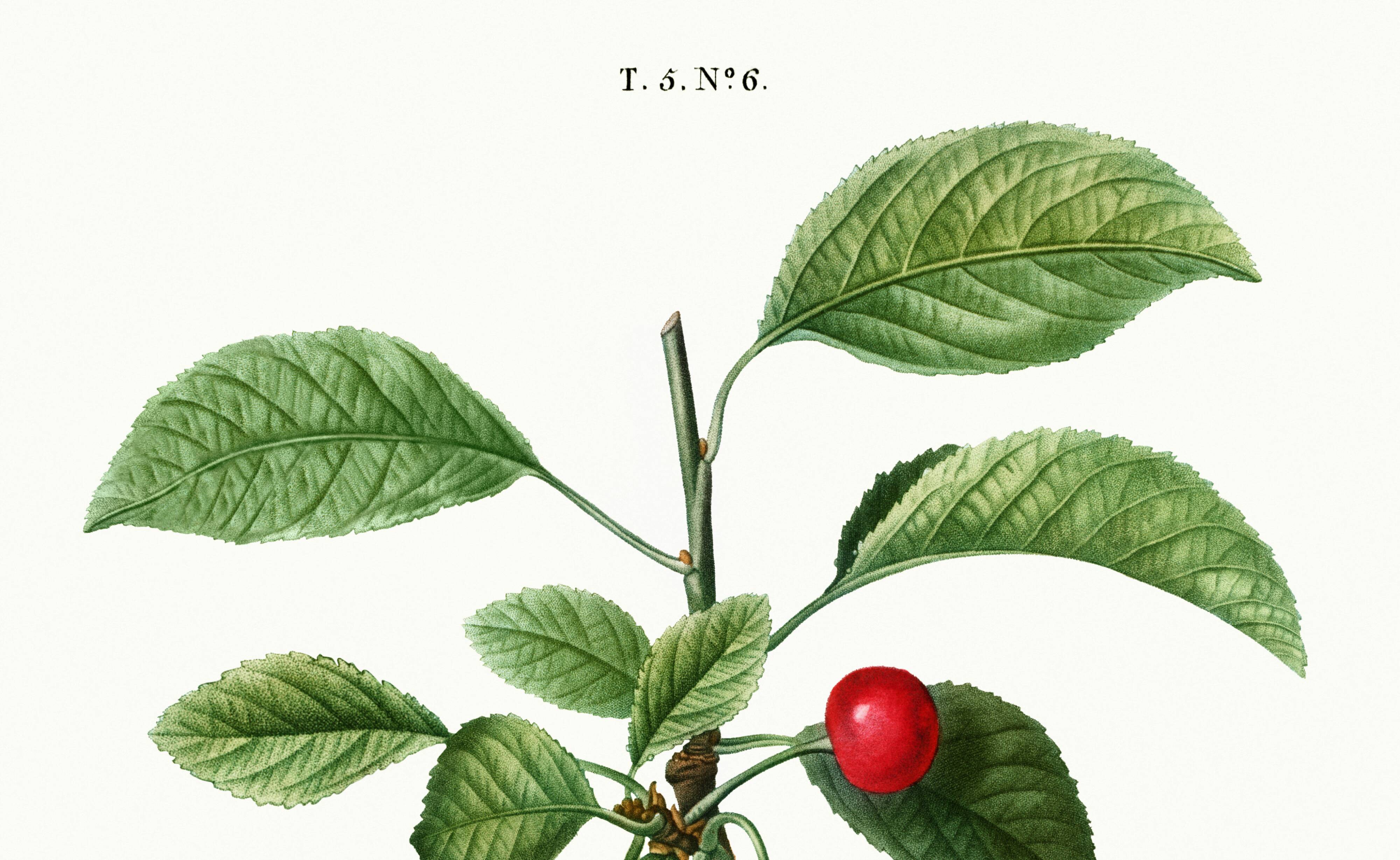 Poster about the cherry tree, based on an old engraving from 1802