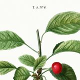 Poster about the cherry tree, based on an old engraving from 1802