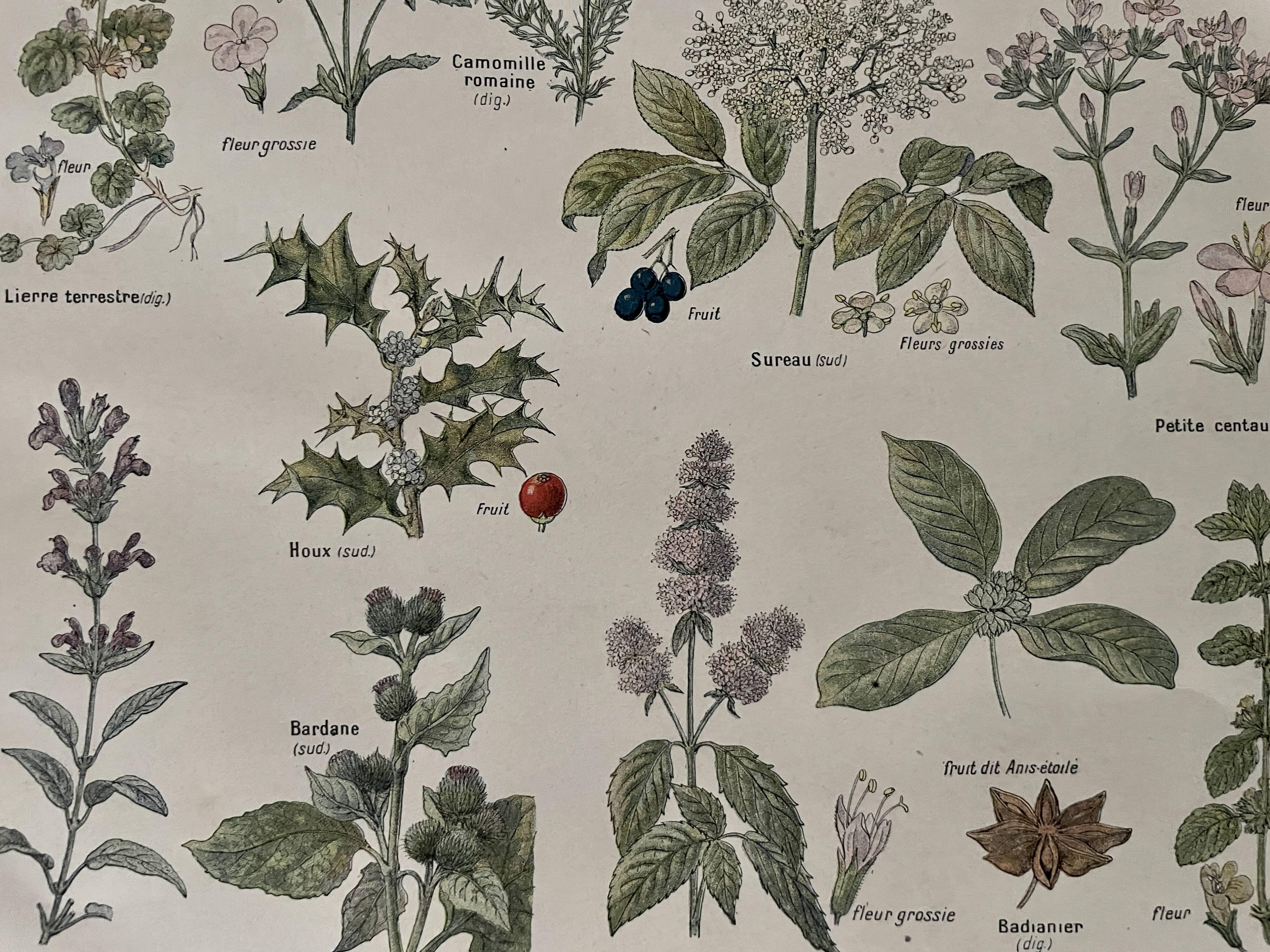 Lithograph medicinal plants (XXV) Chervil Sage Melissa - 1920