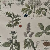 Lithograph medicinal plants (XXV) Chervil Sage Melissa - 1920
