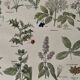 Lithograph medicinal plants (XXV) Chervil Sage Melissa - 1920