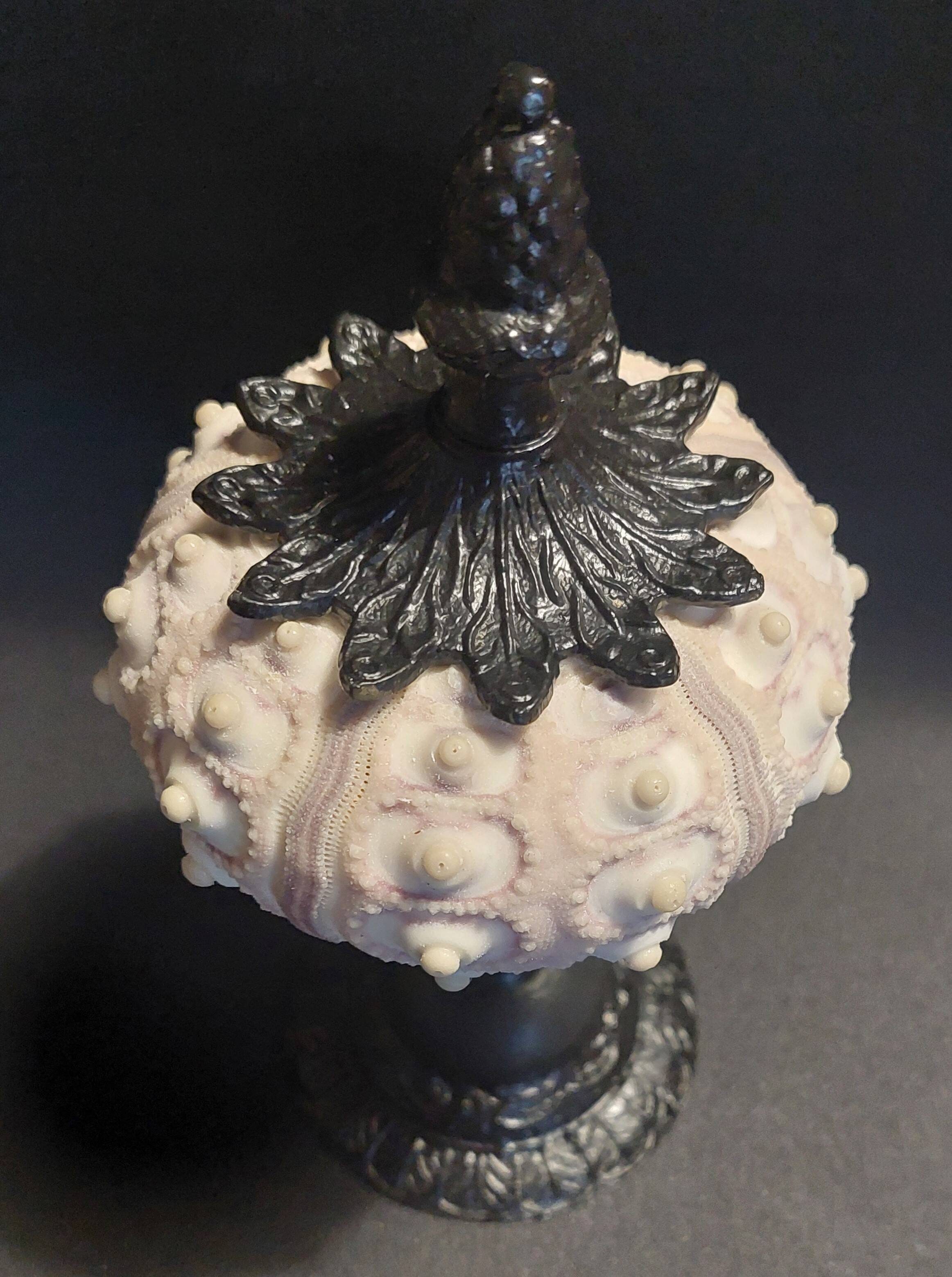 Cabinet of Curiosities imperial sea urchin Phyllacanthus imperialis on a base