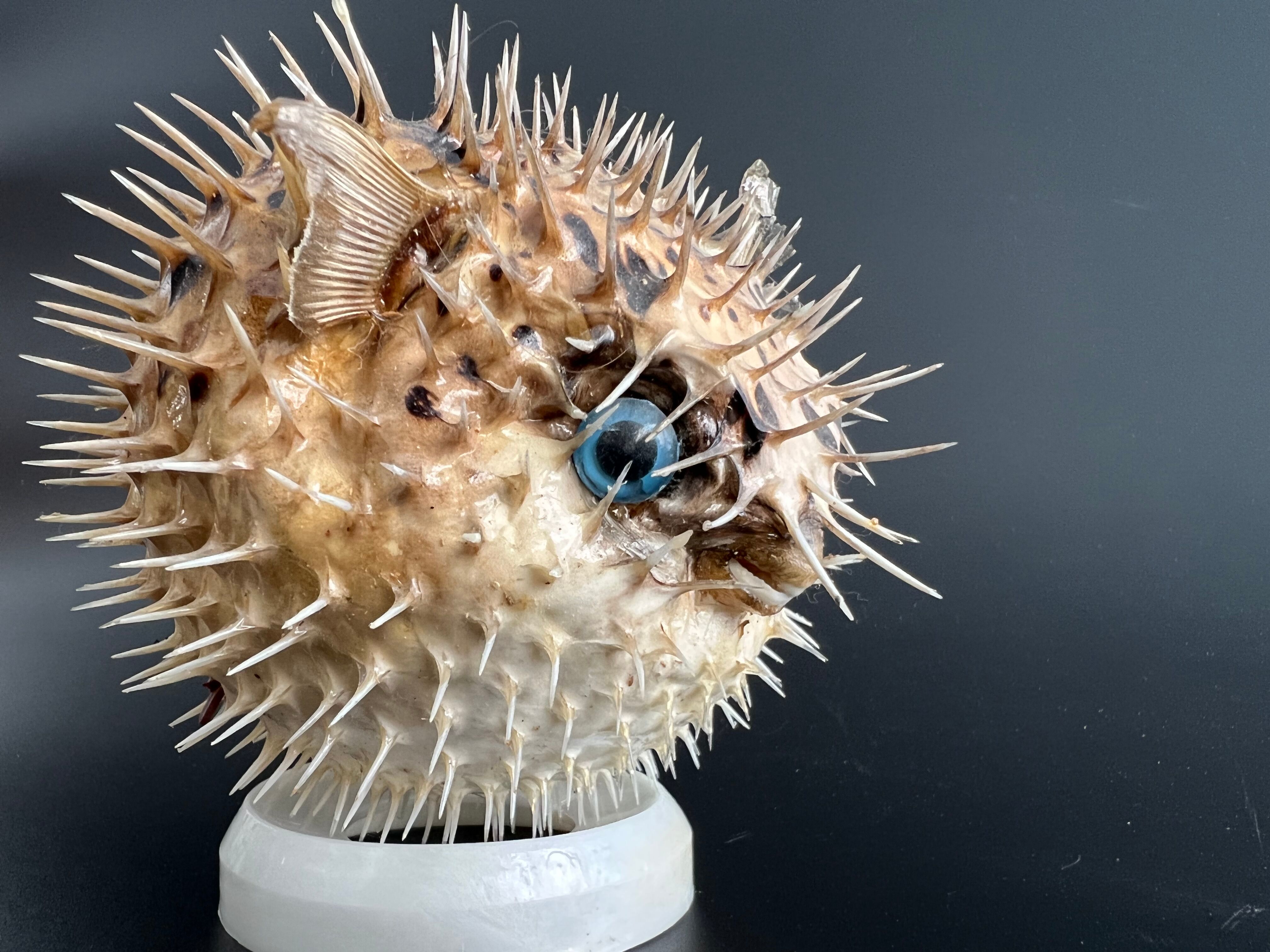 Naturalized diodon fish